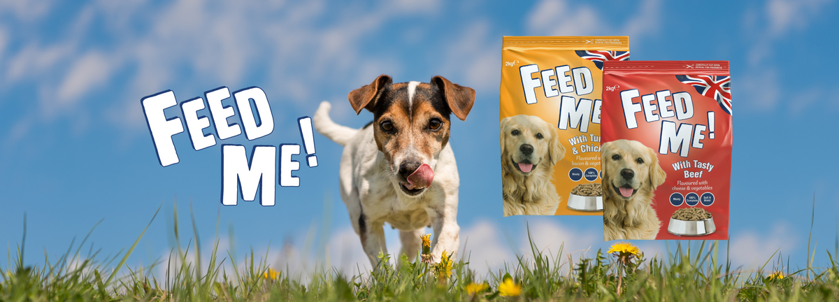 Tastiest online dog food