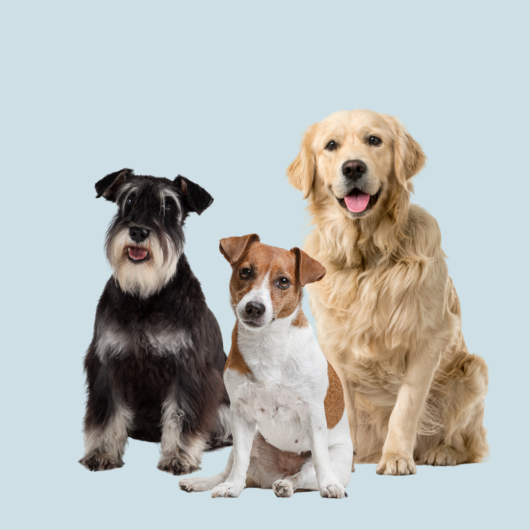 FEED ME! Adult Dog Lamb and Chicken flavoured with Tomato and Veg Recipe - 2kg - 8kg