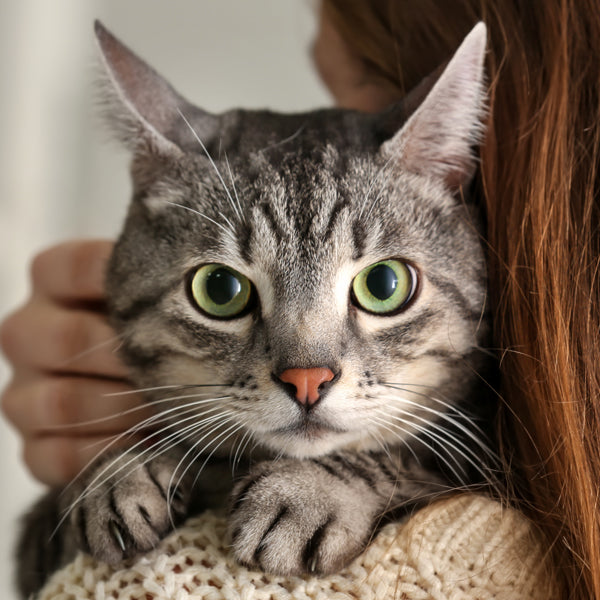 7 Signs Our Cats Love Us