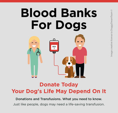 Blood Donor Dogs: Is Your Dog a Hero?