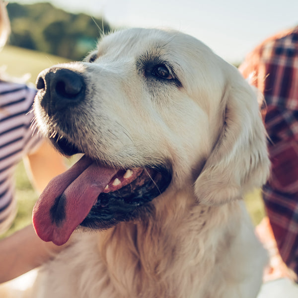 Healthy Pet, Happy Pet! How cats & dogs live their best lives