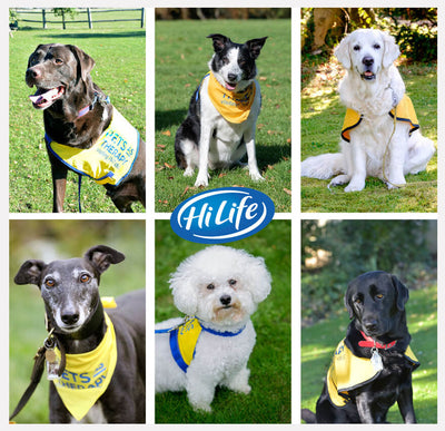 Not all heroes wear capes! Why these dogs were nominated for HiLife PAT Dog of the Year 2019