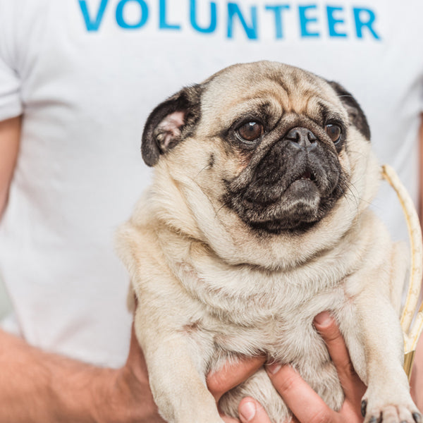 A pug in the arms of a volunteer 