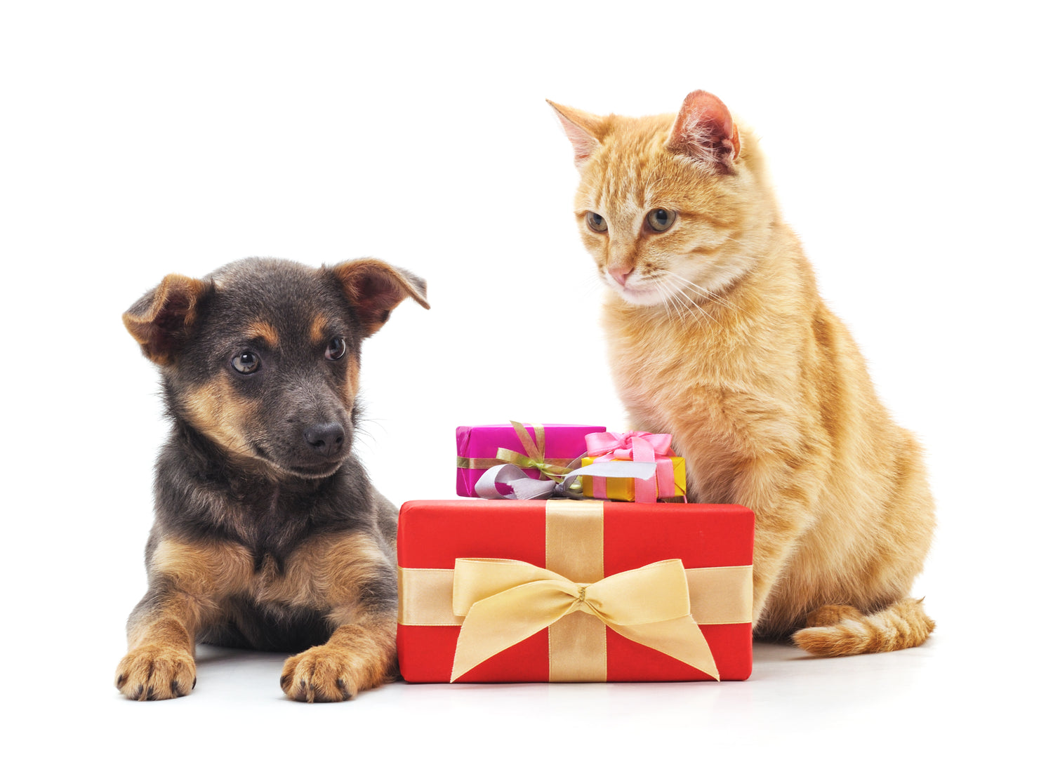 Gifts for pets