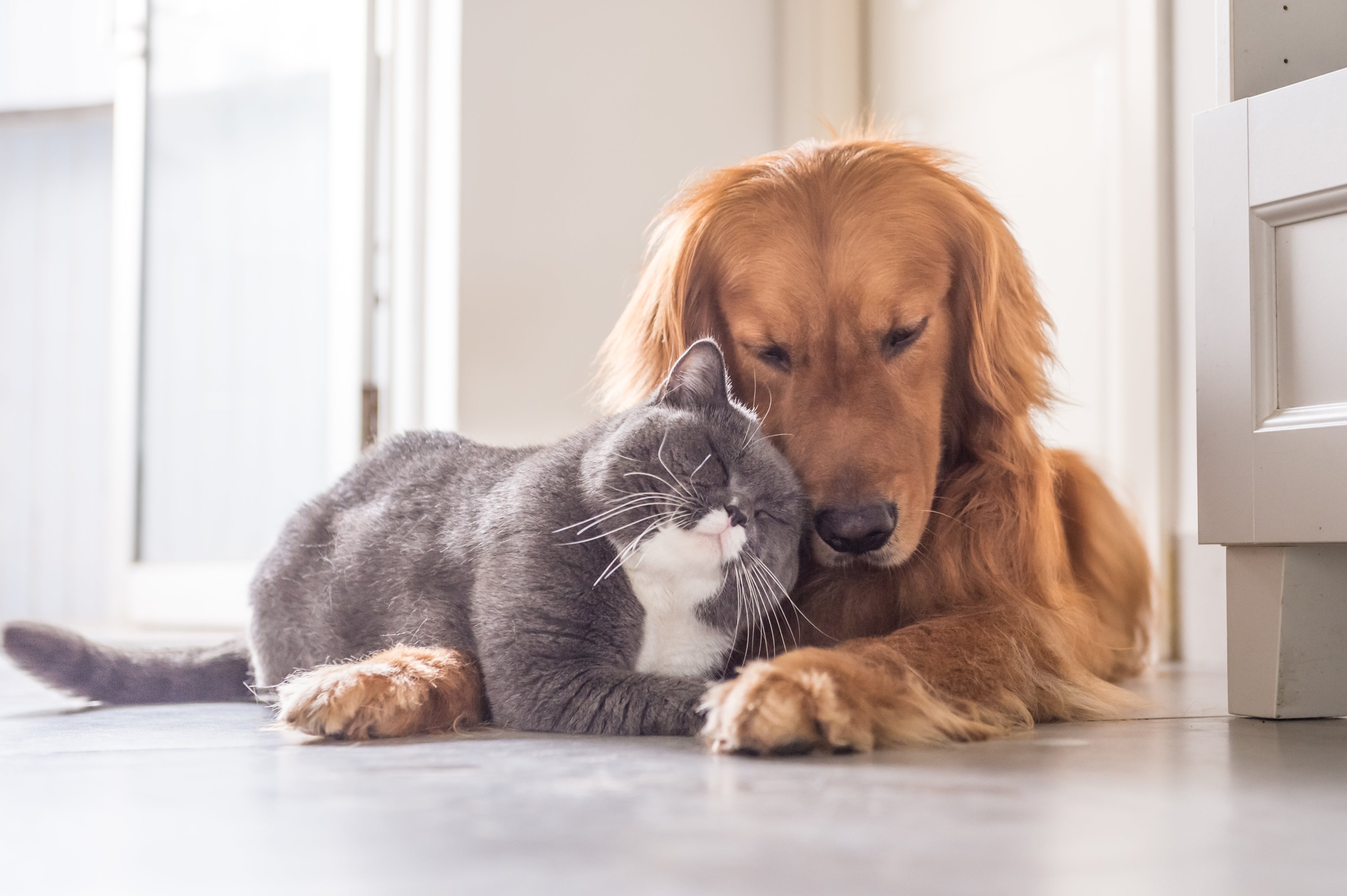 How to Help Anxious Pets