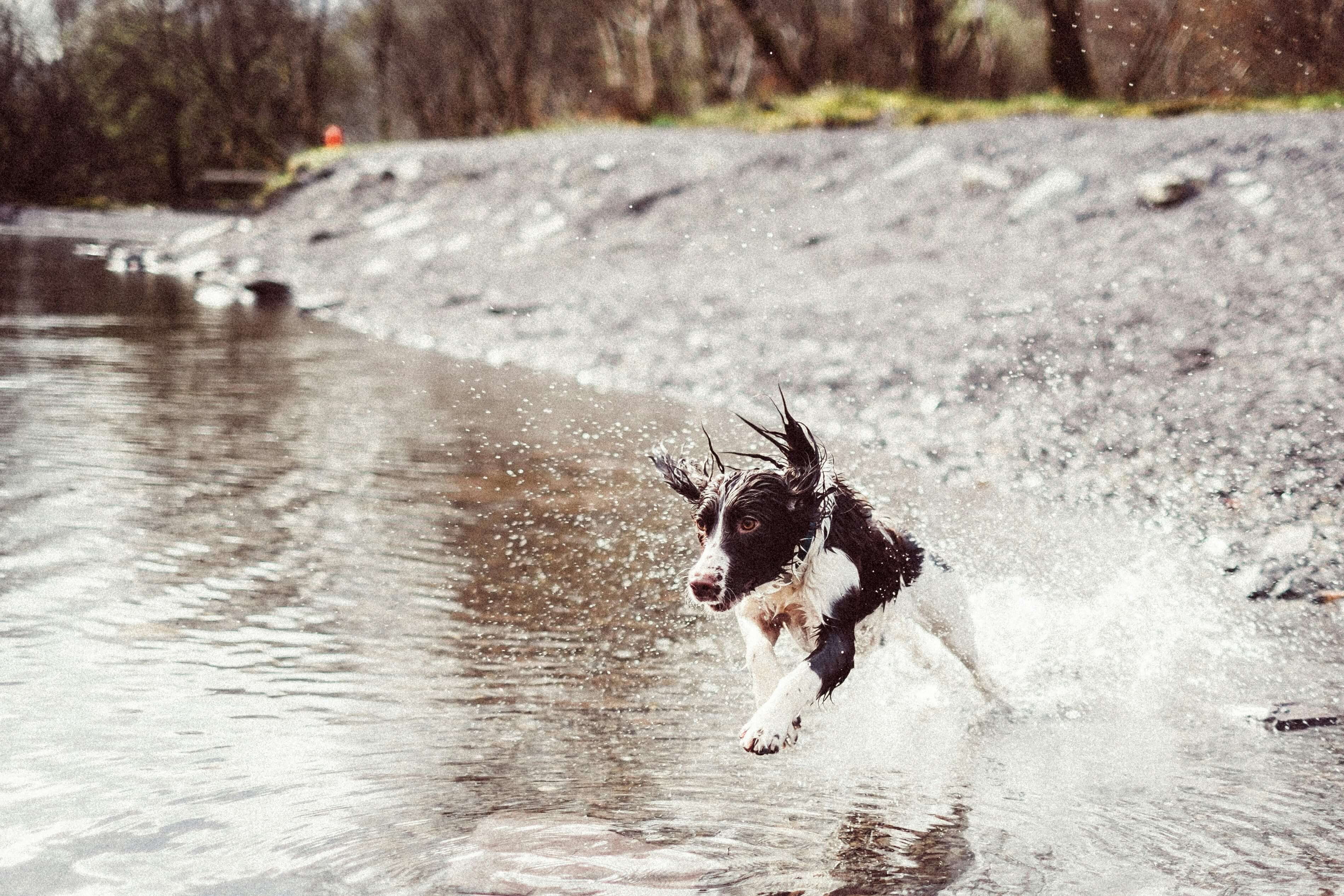 Getting Fit With Your Pet