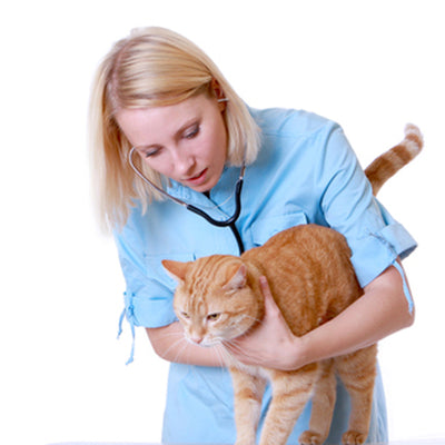 Dealing with Urinary Tract Infections in Cats