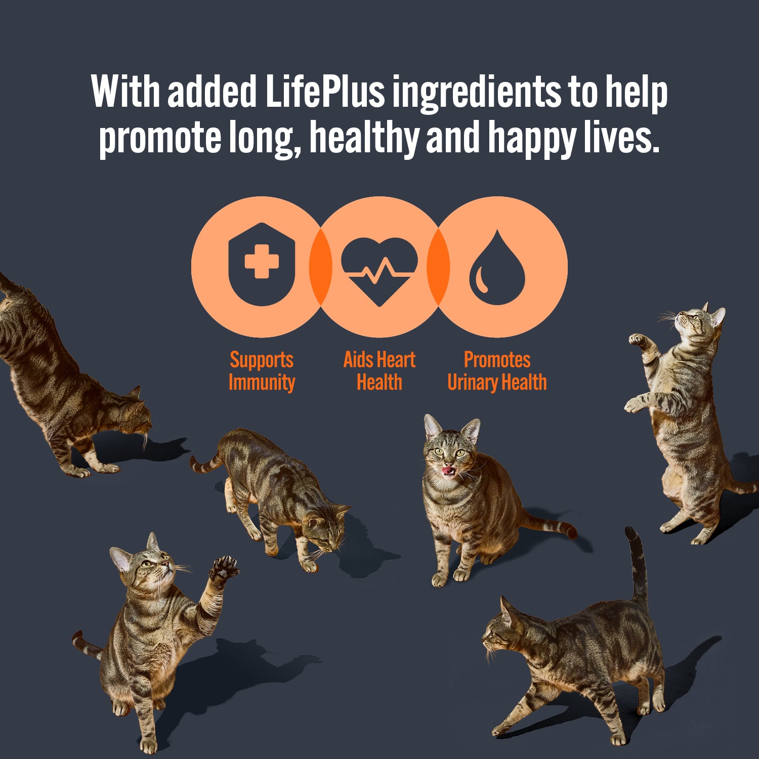 HiLife Adult Cat Tuna Recipes in Sauce - 70g 12 or 48 Cans