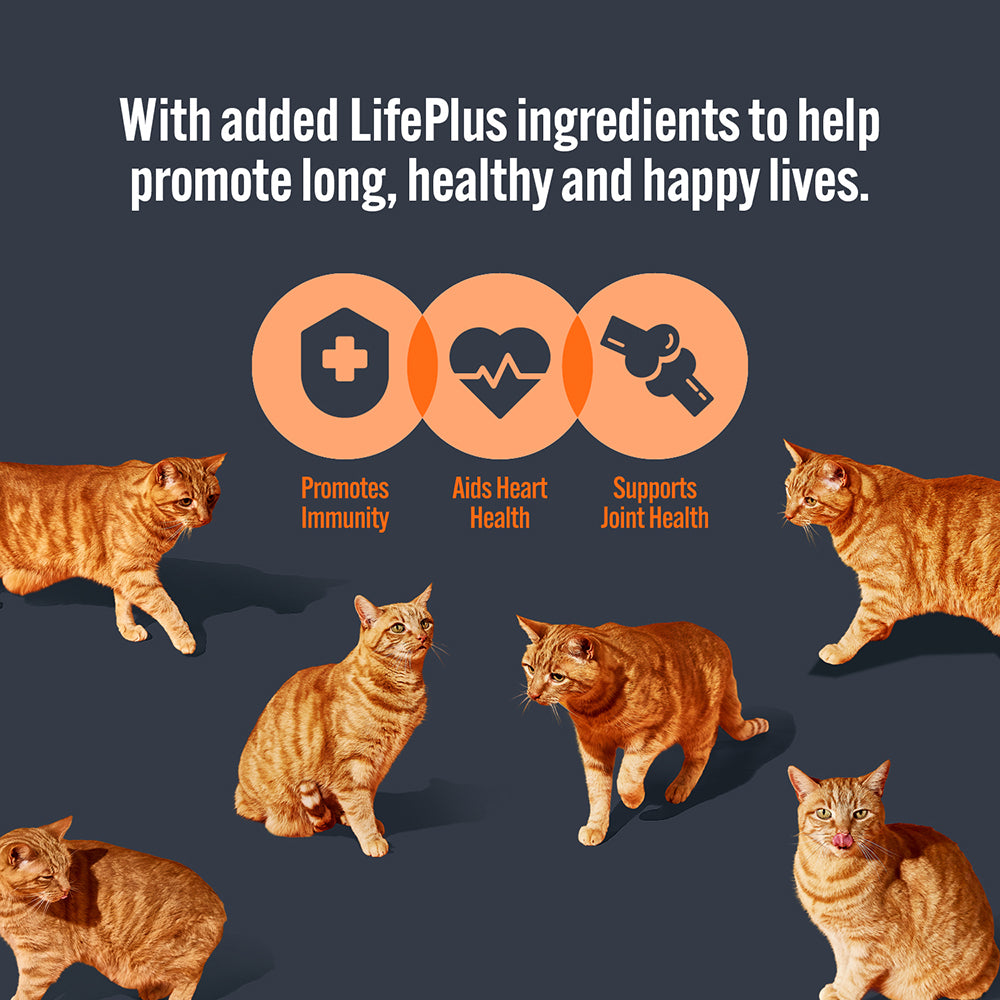 HiLife Mature Cat Chicken Pâté & Tuna Flakes 70g Pouch Selection - 32 Pack