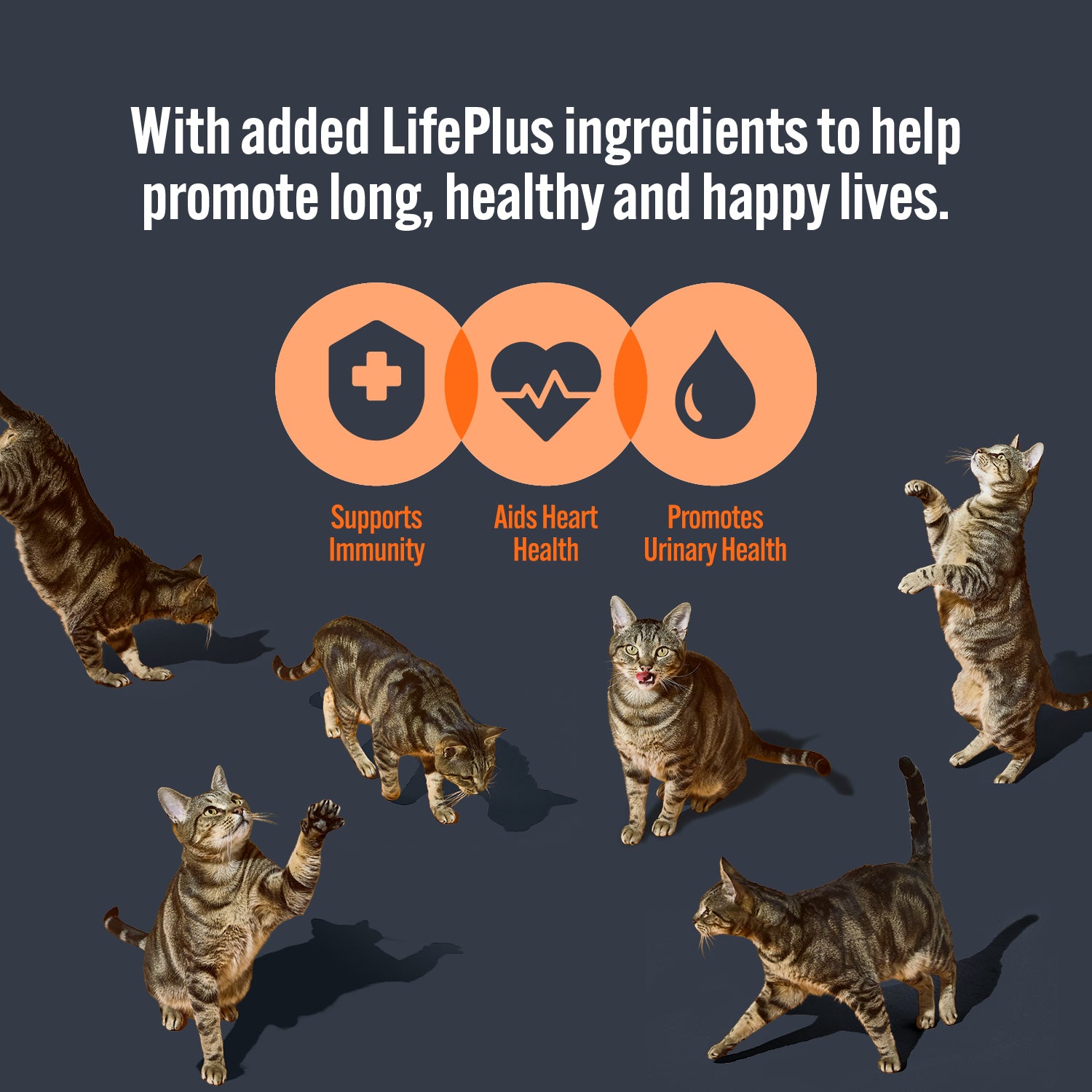 HiLife Adult Cat Ocean Fish Recipes in 70g Jelly Pouches - 8 or 32 Pack