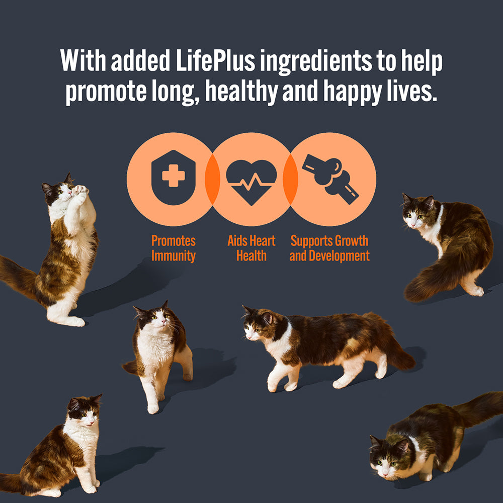 HiLife Kitten Tender Chicken Pâté 70g Pouches - 8 or 32 Pack