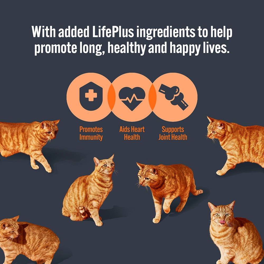 HiLife Mature Cat Chicken Pâté 70g Pouch - 8 or 32 Pack