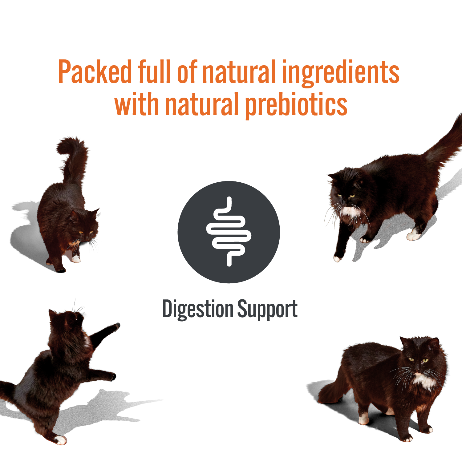 Picture of cats with Digestion Support text, saying the HiLife cat licks are packed full of natural ingredients with natural prebiotics