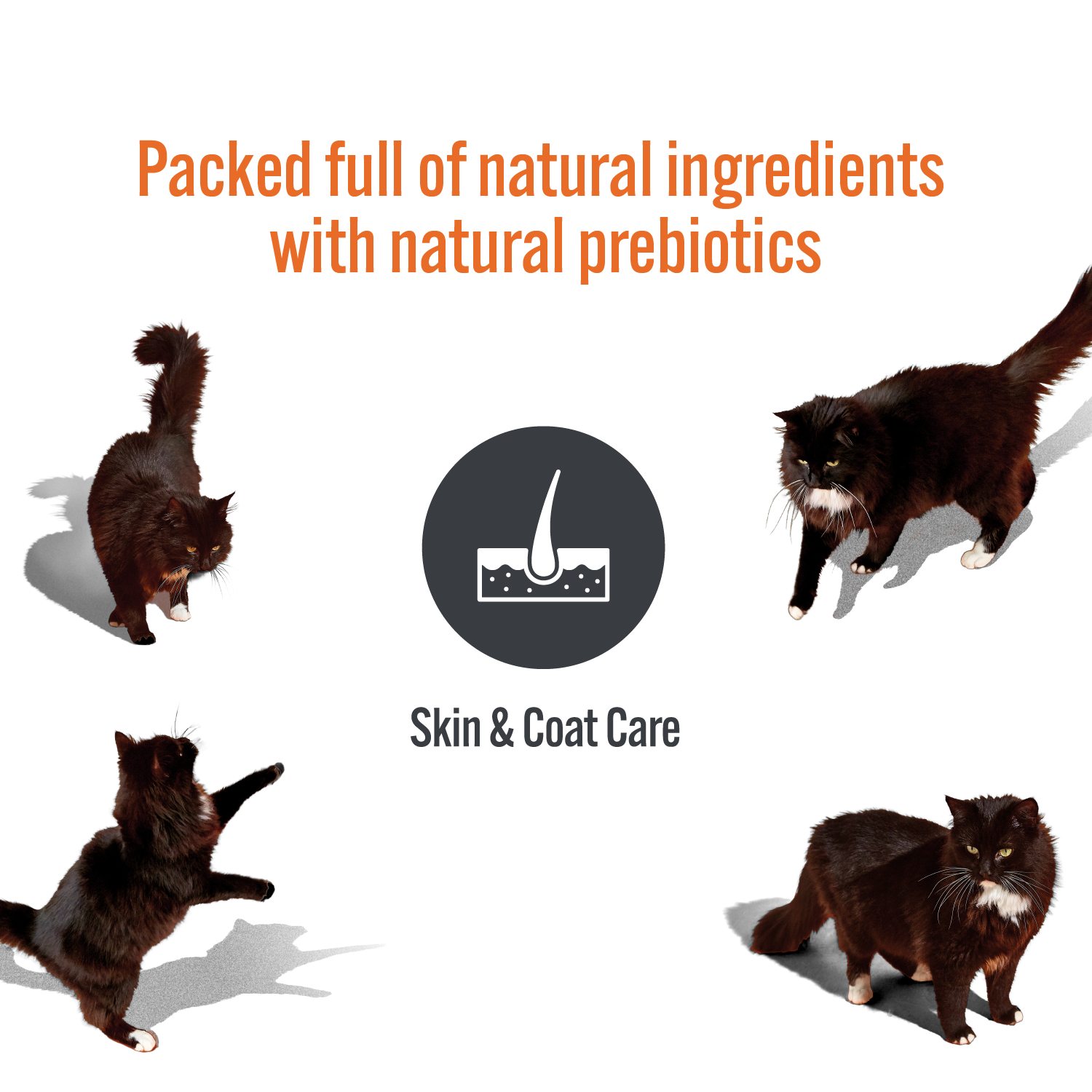 HiLife Skin & Coat Care benefits, packed full of natural ingredients with natural prebiotics