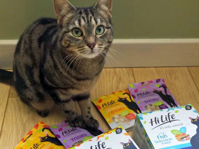 Beautiful tabby cat Heidi is waiting for her HiLife it's only natural cat food in sauce